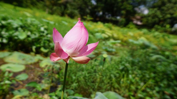 马来西亚马来亚大学法学院怎么样?附申请要点