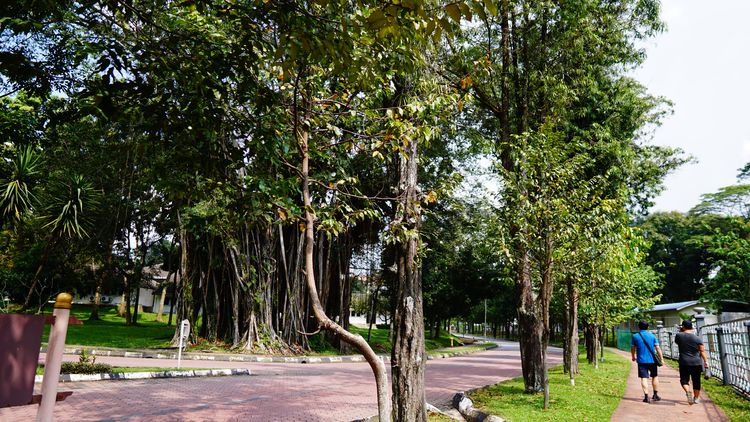 马来亚大学卓越的教育